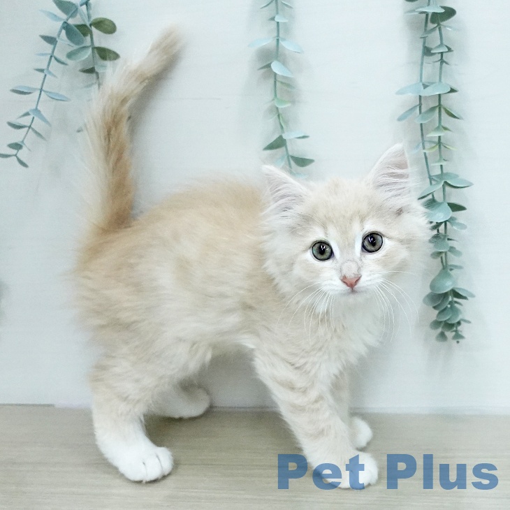 ノルウェージャンフォレストキャットの写真2