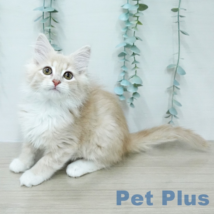 ノルウェージャンフォレストキャット