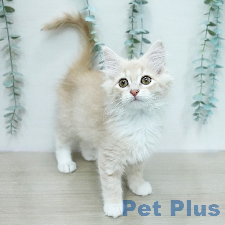 ノルウェージャンフォレストキャットの写真2