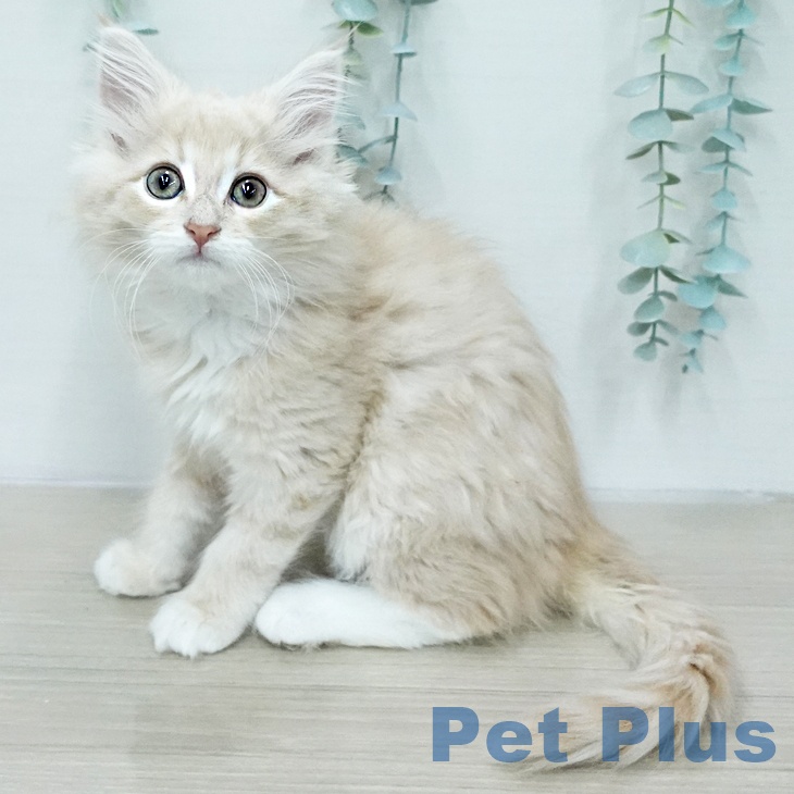 ノルウェージャンフォレストキャット