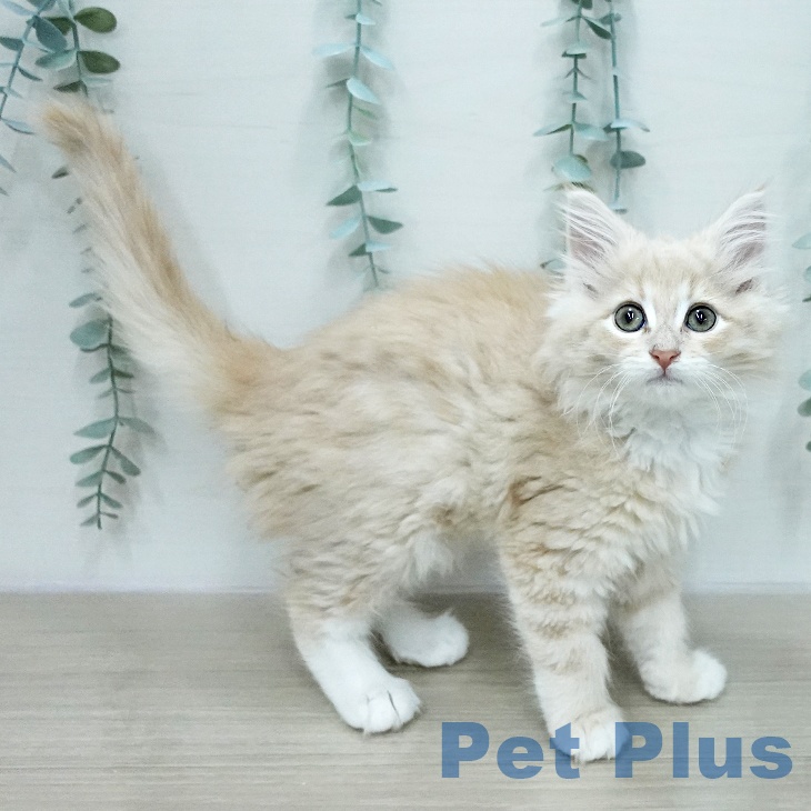 ノルウェージャンフォレストキャット