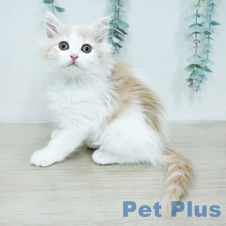 ノルウェージャンフォレストキャット