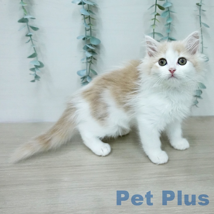 ノルウェージャンフォレストキャットの写真2