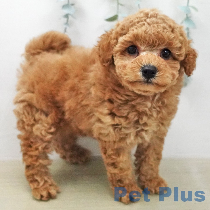 トイ・プードル