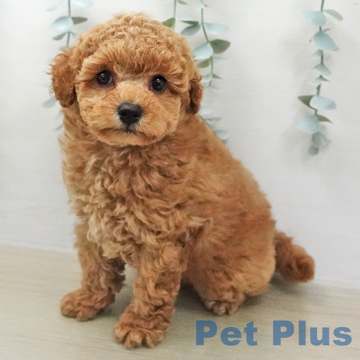 トイ・プードルの写真2