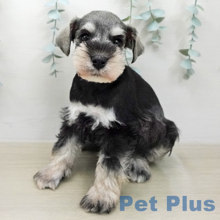 ミニチュア・シュナウザー