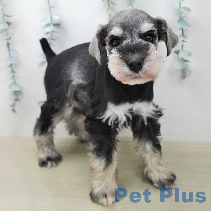 ミニチュア・シュナウザーの写真2