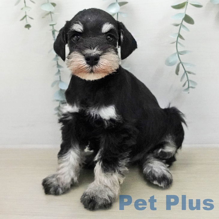 ミニチュア・シュナウザー