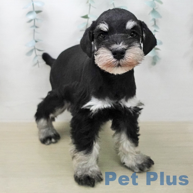 ミニチュア・シュナウザーの写真2