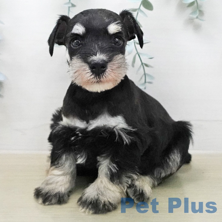 ミニチュア・シュナウザー