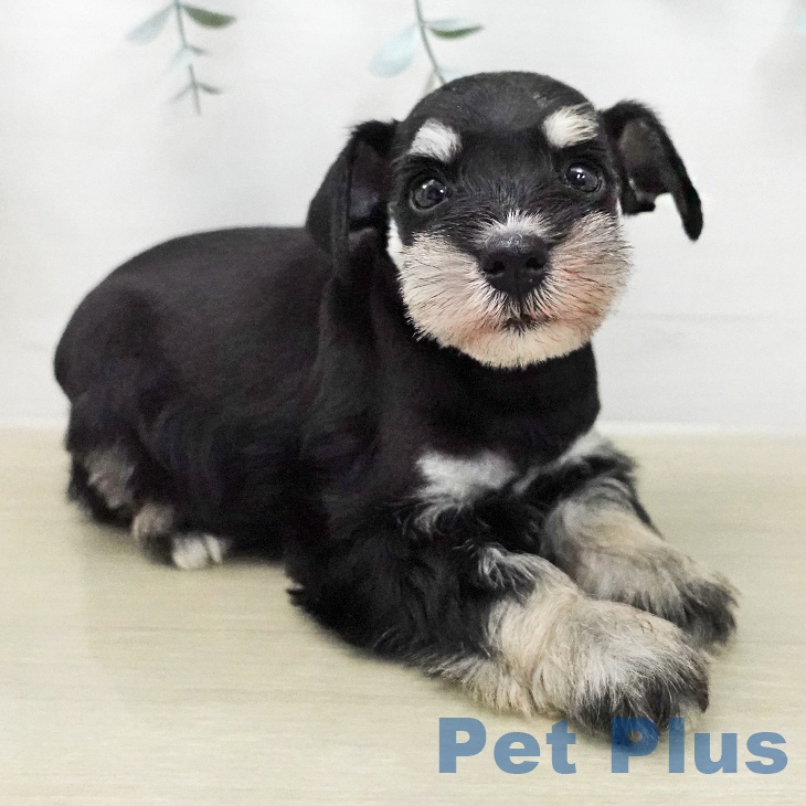 ミニチュア・シュナウザーの写真2