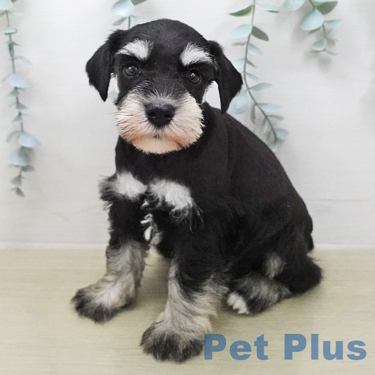 ミニチュア・シュナウザー