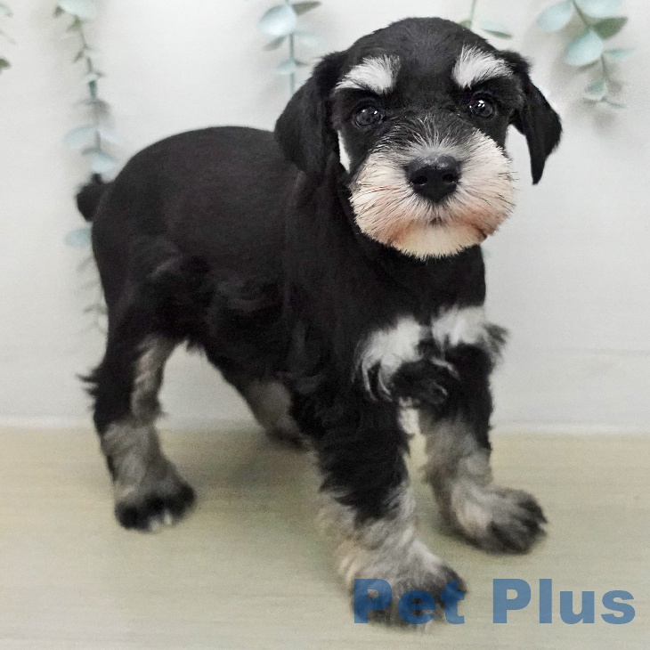 ミニチュア・シュナウザーの写真2