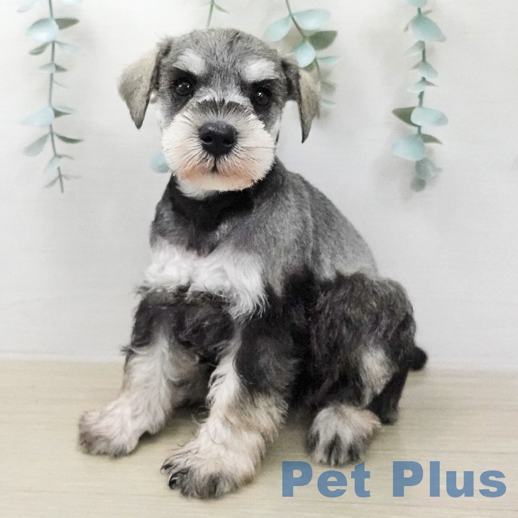 ミニチュア・シュナウザー