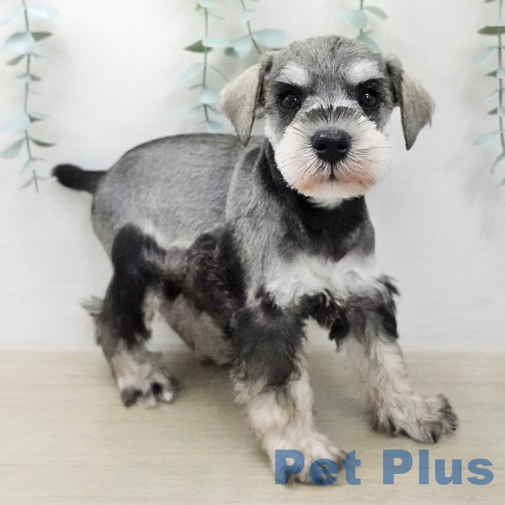 ミニチュア・シュナウザーの写真2