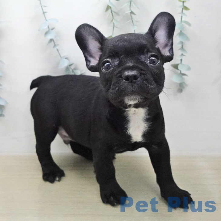 フレンチ・ブルドッグ