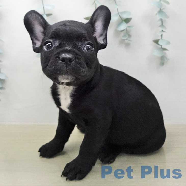 フレンチ・ブルドッグの写真2