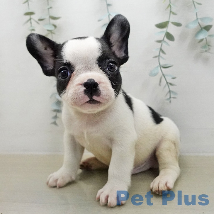 フレンチ・ブルドッグ