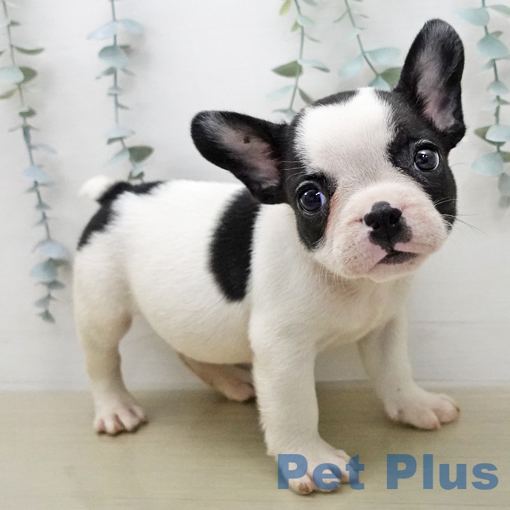 フレンチ・ブルドッグの写真2