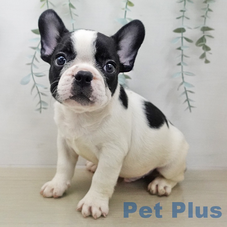 フレンチ・ブルドッグ