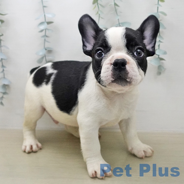 フレンチ・ブルドッグの写真2