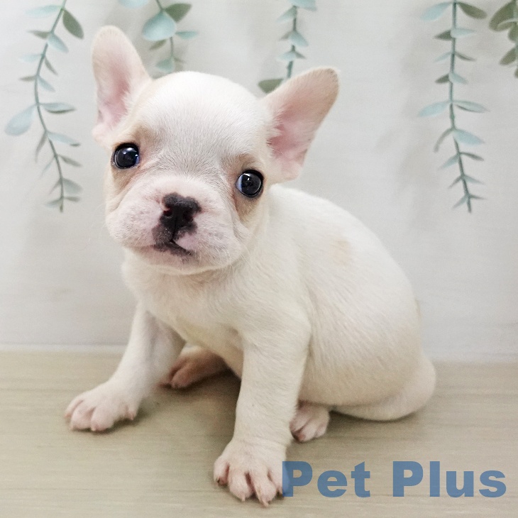 フレンチ・ブルドッグ