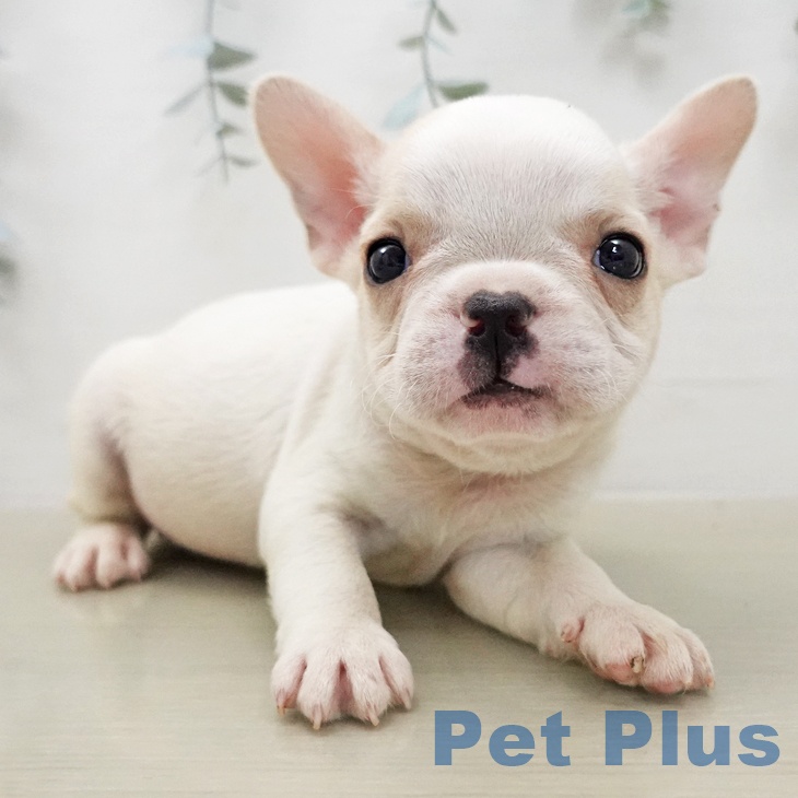 フレンチ・ブルドッグの写真2