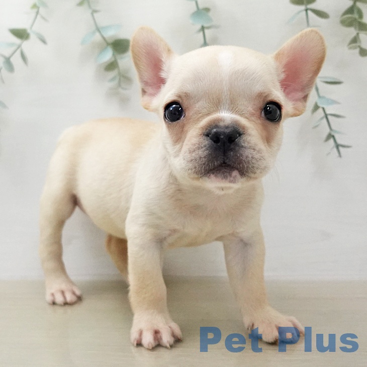 フレンチ・ブルドッグ