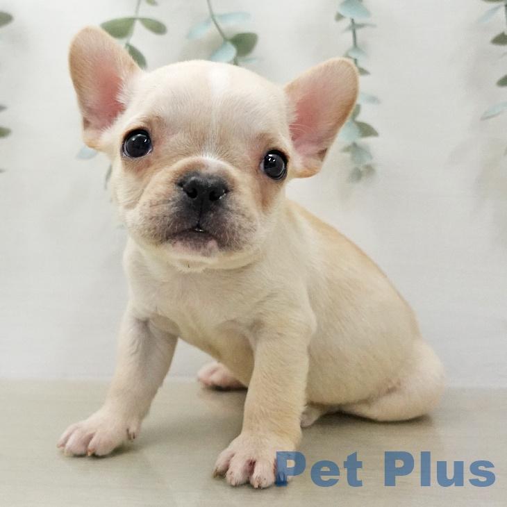 フレンチ・ブルドッグ