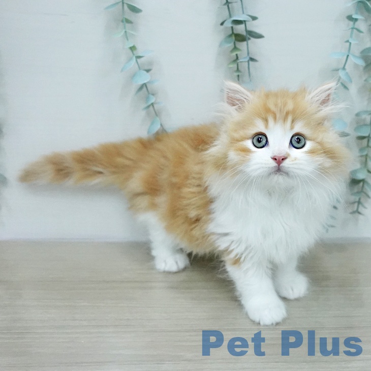 サイベリアンの写真2