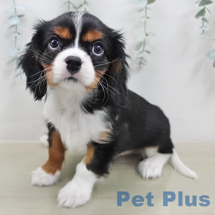 キャバリア・キングチャールズ・スパニエル