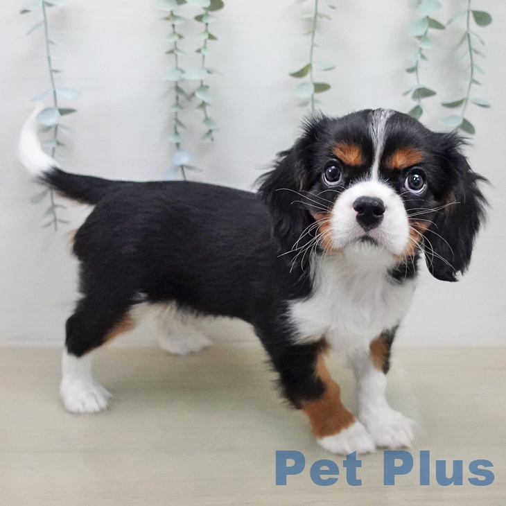 キャバリア・キングチャールズ・スパニエルの写真2