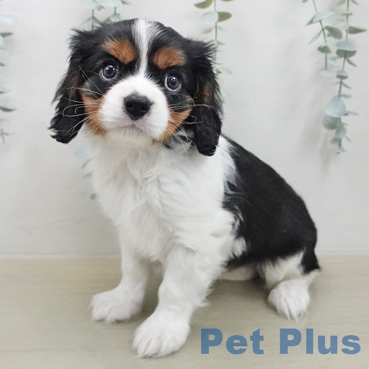 キャバリア・キングチャールズ・スパニエル