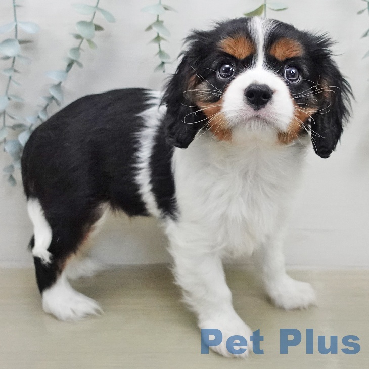 キャバリア・キングチャールズ・スパニエルの写真2