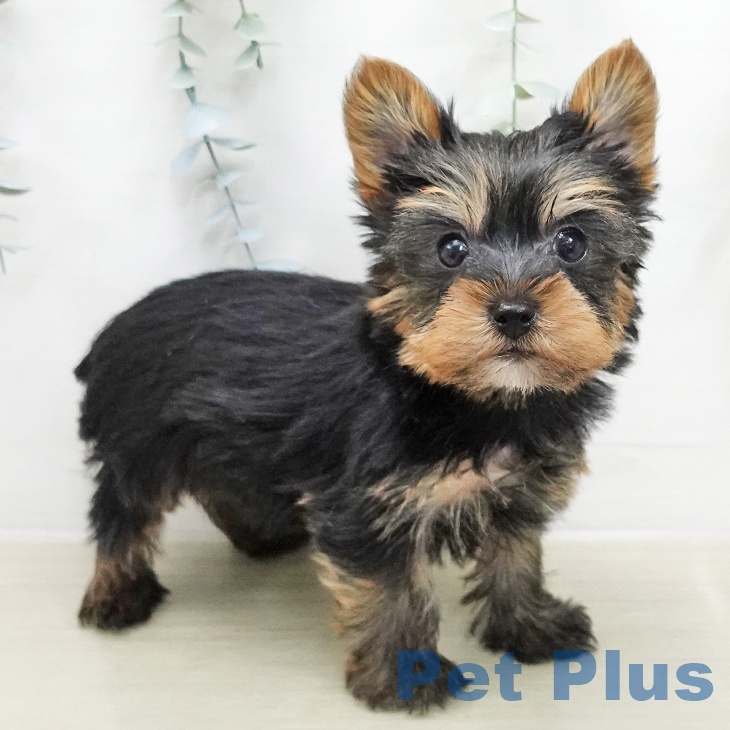 ヨークシャー・テリア