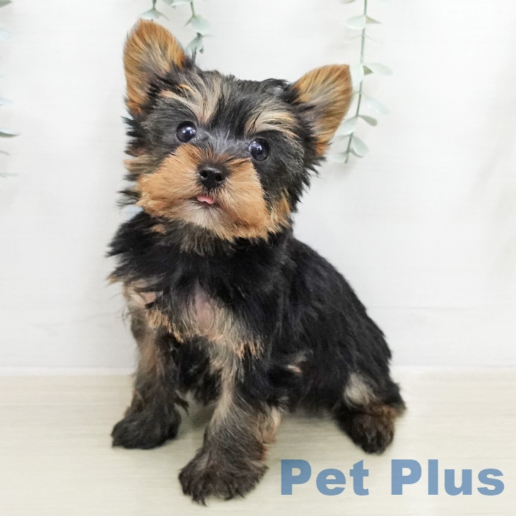 ヨークシャー・テリアの写真2