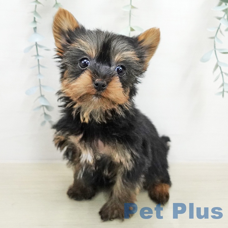 ヨークシャー・テリア