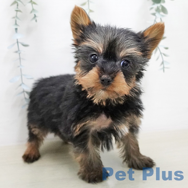 ヨークシャー・テリアの写真2