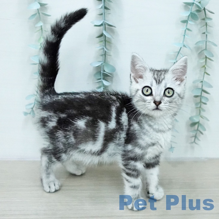 アメリカンショートヘア