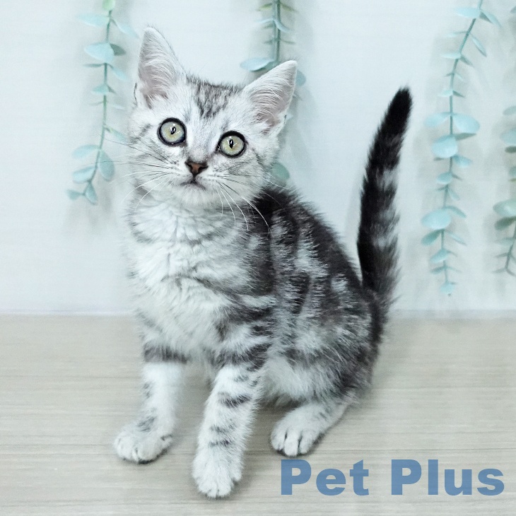 アメリカンショートヘアの写真2