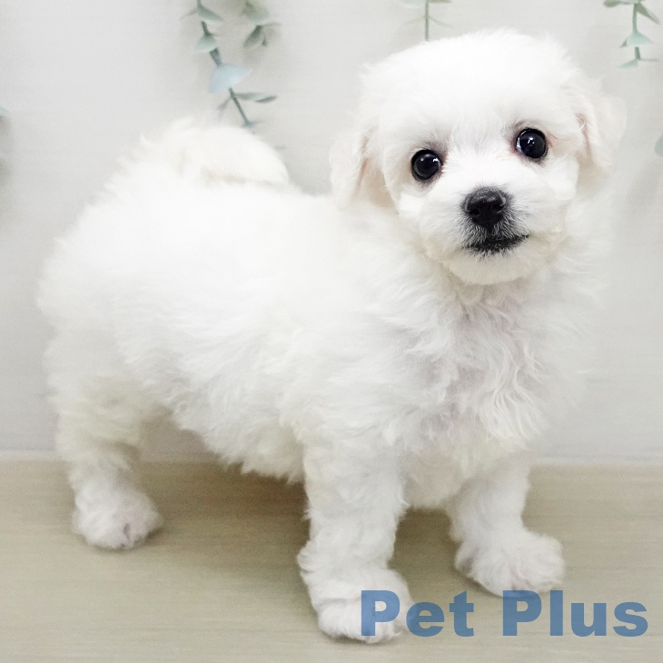 ビション・フリーゼ