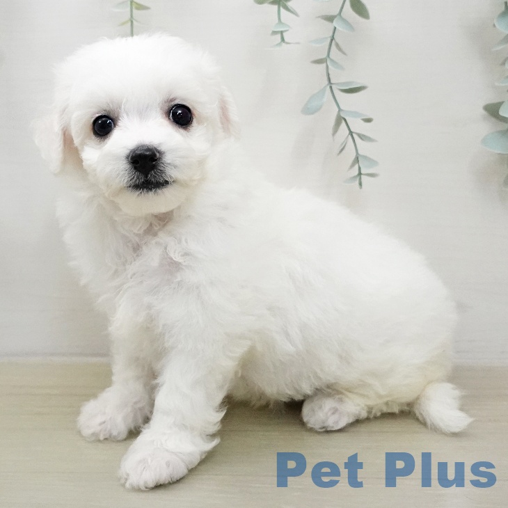 ビション・フリーゼの写真2