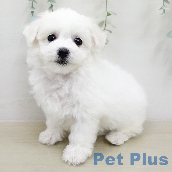 ビション・フリーゼ