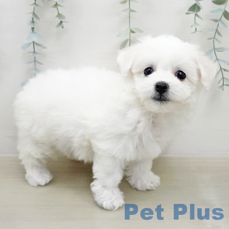 ビション・フリーゼの写真2