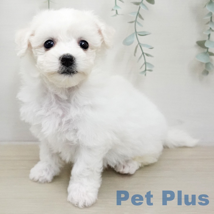 ビション・フリーゼの写真2