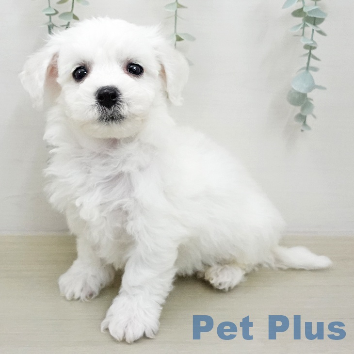 ビション・フリーゼの写真2