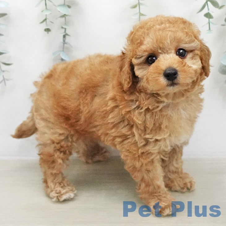 トイ・プードルの写真2