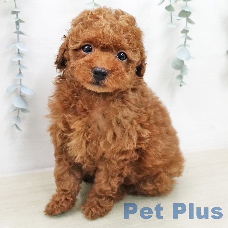 トイ・プードル