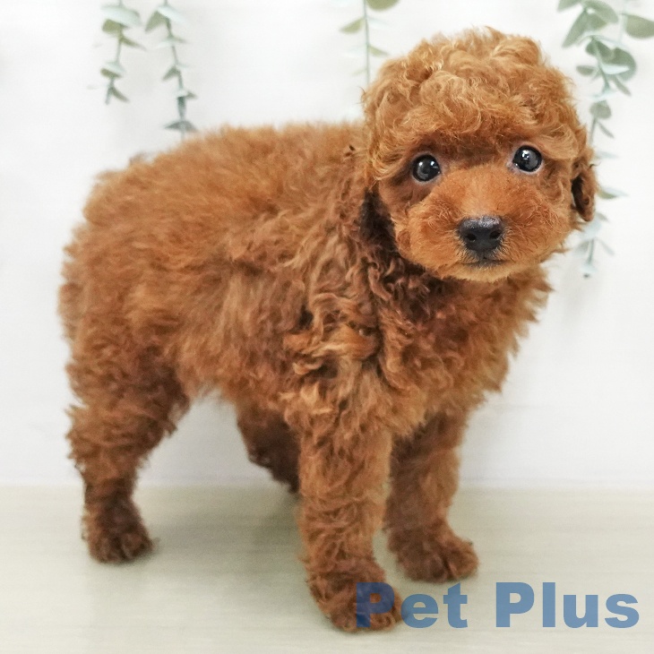 トイ・プードルの写真2