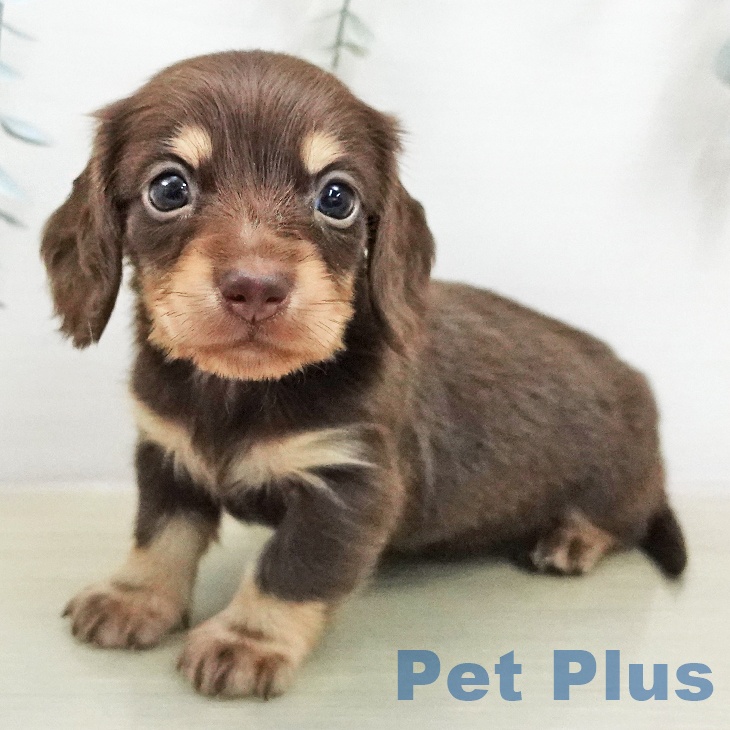 ミニチュア・ダックスフンド